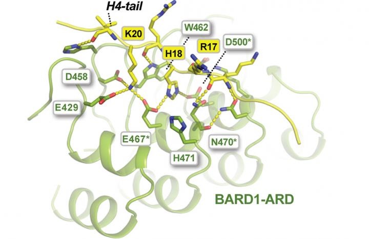histones