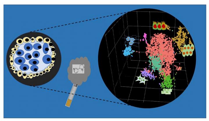 nicotine effects on embryo