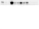Good Antibody for Looking at UCP-1