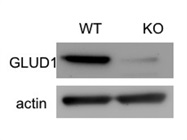 Great GLUD1/2 Ab for Western Blot
