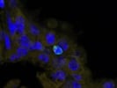 Granzyme B Antibody for Immunofluorescence