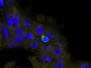 Granzyme B Antibody for Immunofluorescence