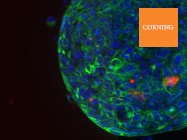 Turn Up the Volume of your 3D Cell Cultures
