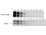 Excellent Reagent for Glycoprotein Purification