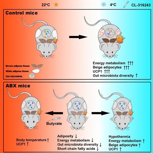 Moderate Temperature Bio Microbiota Influences Body Temperature Maintenance | Biocompare: The ...