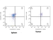 Bright Flourophore, Easily Separates Populations