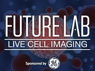 High-Throughput Spheroid Imaging and Formation with Magnetic 3D Bioprinting