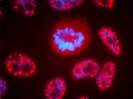 Reaching for More from RNA