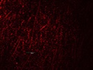 DISC1 Antibody for Dendritic Spine Analysis