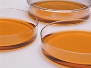 Advances in Primary Cell Culture Driving Biomedical Research