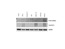 Great Phospho-FLT3 Antibody for Western Blot from CST