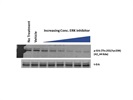 Phospho-p44/42 MAPK Antibody for Western Blot from CST
