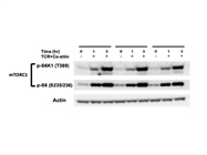 Great Antibody to Measure mTORC1 Signaling through S6K1 Activity