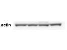 Okay Antibody to Detect Actin for Loading