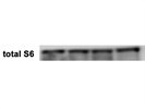 Great Loading for Ribosomal S6 Protein for Immunoblotting
