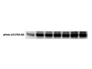 Good Antibody to Detect p-Foxo1/3 Activity