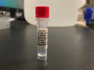 Time Course Effect of Chemoattractant on Trx1 Expression