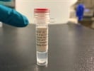 Time Course Effect of Chemoattractant on VEGF1 Expression