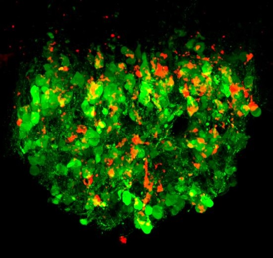 Neurons