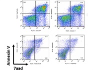 Great Flow Cytometry Reagent to Detect Cells in Apoptosis