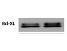 Great Antibody to Detect Bcl-xL Protein Expression with Immunoblot Analysis