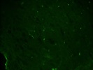 Excellent Caspase-3 Antibody from Boster Bio