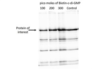 Biotinylated Cyclic-di-GMP