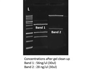 DNA Cleanup from Gel - Promega