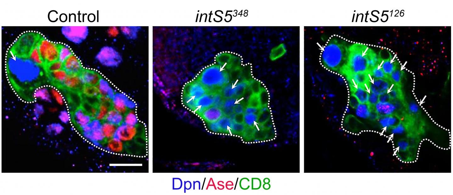 neural stem cells