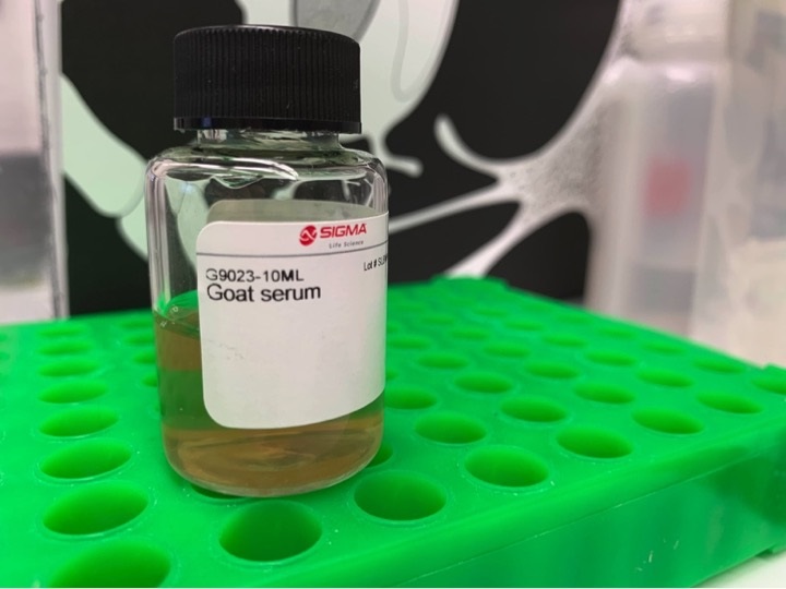 Reliable Goat Serum for Immunofluorescence - Sigma
