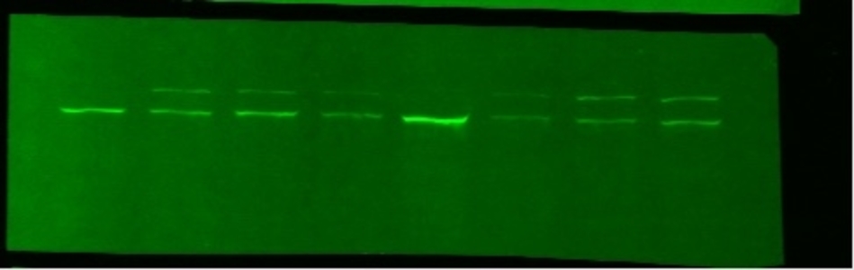 licor western blot licor western blot