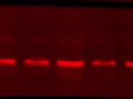Useful Secondary Antibody for Western Blot from Invitrogen