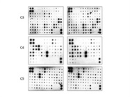 Easy-to-Use Cytokine Array with Clean Results from RaybBiotech