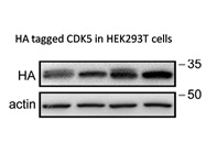 Great HA.11 Epitope Tag Antibody from BioLegend