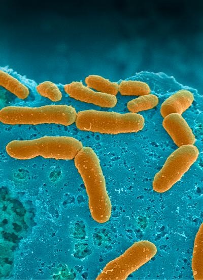 microbiome