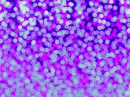 Progress in Making 3D Cell Culture a Lab Linchpin