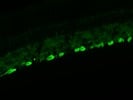Very Good Tubulin Beta 3 Antibody from BioLegend