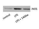 1400W Inhibits iNOS Expression Induced by LPS
