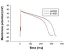 E-4031 Shortens Cardiac Action Potential Duration