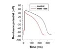 HMR 1556 Shortens Cardiac Action Potential Duration