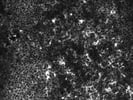 Excellent I-A/I-E Antibody from BioLegend
