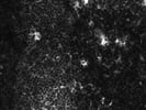 Very Good BioLegend IgG Antibody for Frozen Tissue