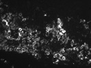 Great BioLegend CD169 Antibody