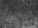 Average CD64 Antibody for IF from BioLegend