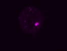 Dim and/or Unspecific Glut3 Staining on IF