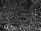BioLegend - Great CD45.2 Antibody