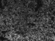 BioLegend - Great CD45.2 Antibody