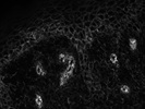 Perfect CD81 Antibody from BioLegend