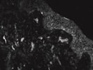 Good ADAM10 R&D Systems Antibody