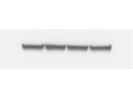 Excellent PKM2 Antibody for Western from CST